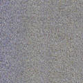 Glitters Fabrics