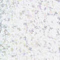 Glitters Fabrics